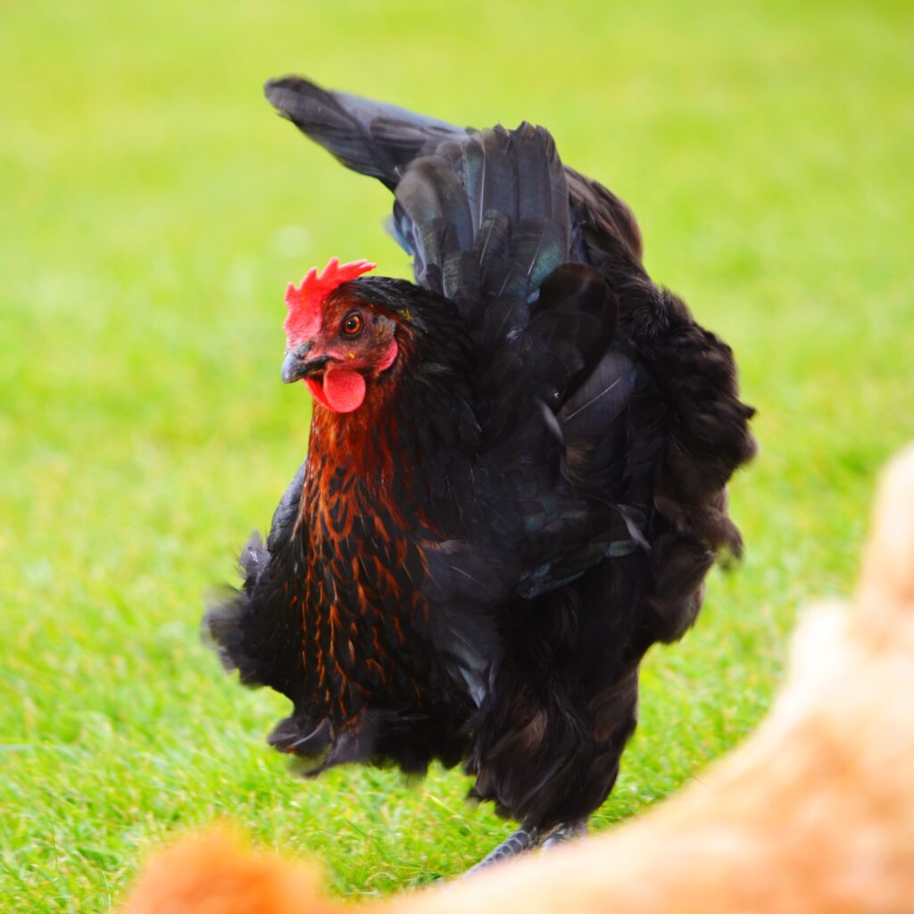 poulet de Challans en Vendée