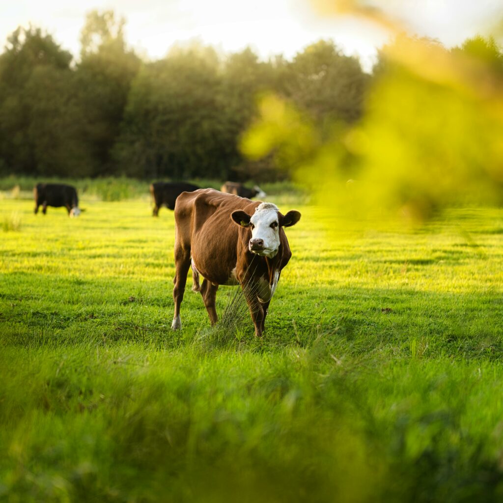 Vache vendenne